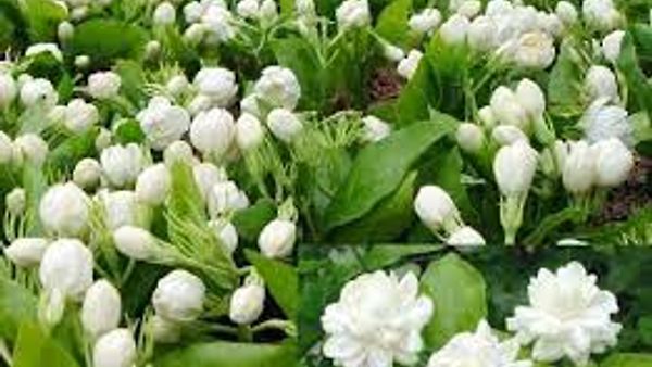 GI ಪ್ರಮಾಣೀಕೃತ ಮಧುರೈ ಜಾಸ್ಮಿನ್ 'ಹೂ' ದುಬೈಗೆ ರಫ್ತು