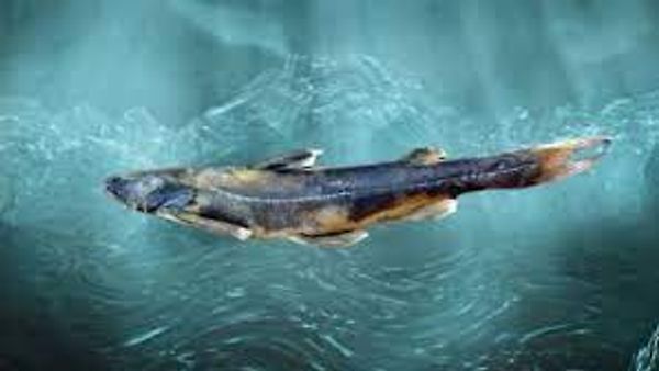 ಅರುಣಾಚಲದಲ್ಲಿ ಹೊಸ ಬೆಕ್ಕುಮೀನು (Catfish) ಪ್ರಭೇದ ಪತ್ತೆ
