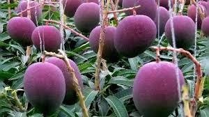 ಕರ್ನಾಟಕದಲ್ಲೂ ಫಲ ಕೊಟ್ಟ ವಿಶ್ವದ ದುಬಾರಿ ಮಾವು