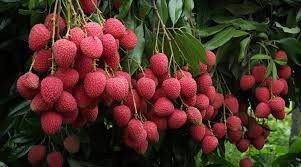 ಬಿಹಾರದ ಶಾಹಿ ಲಿಚ್ಚಿಯನ್ನು ಯುಕೆಗೆ ರಫ್ತು