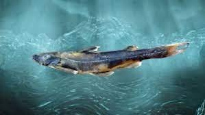ಅರುಣಾಚಲದಲ್ಲಿ ಹೊಸ ಬೆಕ್ಕುಮೀನು (Catfish) ಪ್ರಭೇದ ಪತ್ತೆ