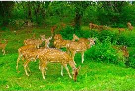 ರಾಜಸ್ಥಾನದಲ್ಲಿ ಮೂರು ಹೊಸ ವನ್ಯಜೀವಿ ಸಂರಕ್ಷಣಾ ಮೀಸಲುಗಳು