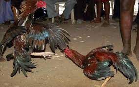ಕೋಳಿ ಕಾಳಗಕ್ಕೆ ಅನುಮತಿ ನೀಡಿದ ತಮಿಳನಾಡು ಹೈಕೋರ್ಟ್‌