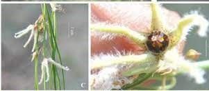ಹೊಸ ಪ್ರಭೇದದ ಸಸ್ಯ ಪತ್ತೆ