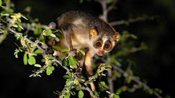 ಕಡವೂರು ಸ್ಲೆಂಡರ್ ಲೋರಿಸ್ ಅಭಯಾರಣ್ಯ ಸ್ಥಾಪಿಸಲು ಸೂಚನೆ ನೀಡಿದ ತಮಿಳುನಾಡು