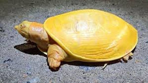 ಒಡಿಶಾದಲ್ಲಿ ಪತ್ತೆಯಾಯಿತು ಅಪರೂಪದ ಹಳದಿ ಬಣ್ಣದ ಆಮೆ