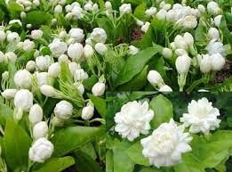 GI ಪ್ರಮಾಣೀಕೃತ ಮಧುರೈ ಜಾಸ್ಮಿನ್ 'ಹೂ' ದುಬೈಗೆ ರಫ್ತು