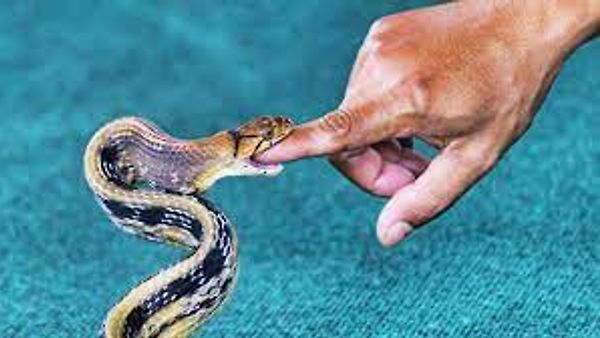 ಹಾವು ಕಡಿತದ ಬಗ್ಗೆ ಭಾರತೀಯ ವೈದ್ಯಕೀಯ ಸಂಶೋಧನಾ ಮಂಡಳಿ (ICMR)ಯಿಂದ ಅಧ್ಯಯನ