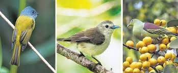 ಸೈಲೆಂಟ್ ವ್ಯಾಲಿ ಬರ್ಡ್ ಸರ್ವೆ
