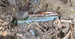 ಜರ್ಮನಿಯಲ್ಲಿ 3000 ವರ್ಷದ ಖಡ್ಗ ಪತ್ತೆ
