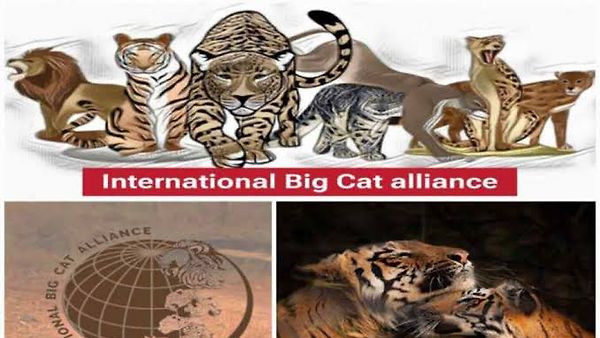 ಇಂಟರ್‌ನ್ಯಾಷನಲ್ ಬಿಗ್ ಕ್ಯಾಟ್ ಅಲಯನ್ಸ್ (IBCA) ಒಕ್ಕೂಟಕ್ಕೆ ಬಾಂಗ್ಲಾದೇಶ ಅಧಿಕೃತ ಸೇರ್ಪಡೆ!