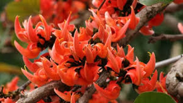 “Flame of the Forest”:  ಮೂರು ಕಳಸಿನ ವಿಶಿಷ್ಟ ಆಕಾರದ ಪಲಾಶ ಹೂವು