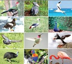ಬಿ.ಆರ್.ಟಿ ಯಲ್ಲಿ ಎರಡು ಹೊಸ ಪಕ್ಷಿ ಪತ್ತೆ
