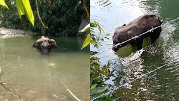 ಕೇರಳದಲ್ಲಿ ಗರ್ಭಿಣಿ ಆನೆಯ ದುರಂತ ಸಾವು ಪ್ರಕರಣ :
