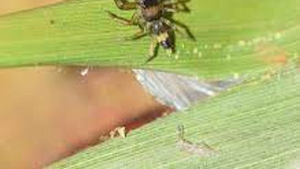 ಥಿಯಾನಿಯಾ ಇಂಡಿಕಾ : ಹೊಸ ಜಾತಿಯ ಜಿಗಿತದ ಜೇಡ