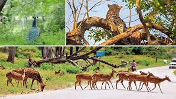 ಬಂಡೀಪುರಕ್ಕೆ ಸಂದ "ಬೆಸ್ಟ್ ನ್ಯಾಷನಲ್ ಪಾರ್ಕ್" ಪ್ರಶಸ್ತಿ