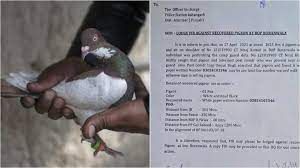 BSF ಪಡೆಯು ಪಾಕ್‌ ಪಾರಿವಾಳದ ವಿರುದ್ಧ FIR ದಾಖಲಿಸಲು ಕೋರಿಕೆ ನೀಡಿದೆ