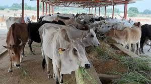 ಜಮ್ಮು-ಕಾಶ್ಮೀರದಲ್ಲಿ ಗೋವು, ಒಂಟೆ ಹತ್ಯೆ ನಿಷೇಧ