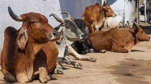 ಜಾನುವಾರುಗಳ ಕೊಂಬಿನ ಹೊಸ ನಿಯಮಗಳ ಘೋಷಣೆ