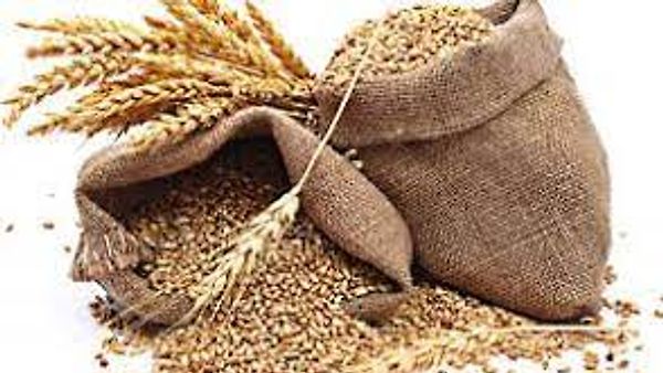 ಗೋಧಿ ರಫ್ತು ನಿಷೇಧಿಸಿದ ಕೇಂದ್ರ ಸರಕಾರ