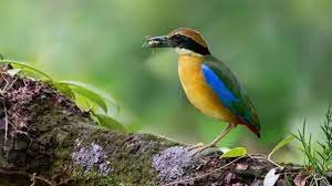 ಒಡಿಶಾದಲ್ಲಿ ಮ್ಯಾಂಗ್ರೋವ್ ಪಿಟ್ಟಾ ಪಕ್ಷಿ ಪತ್ತೆ