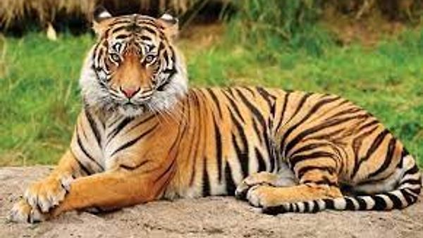 ಜುಲೈ 29 ಅಂತಾರಾಷ್ಟ್ರೀಯ ಹುಲಿಗಳ ದಿನ