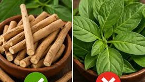 ಆಹಾರ ಉತ್ಪನ್ನಗಳಲ್ಲಿ ಅಶ್ವಗಂಧದ ಎಲೆಗಳ ಬಳಕೆಗೆ ನಿಷೇಧ! FSSAI ಹೊಸ ಮಾರ್ಗಸೂಚಿ ಪ್ರಕಟ