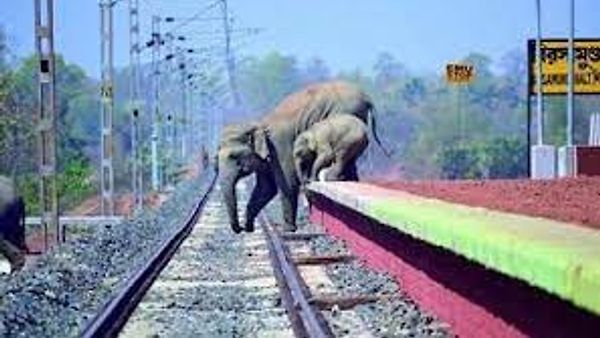 ತಮಿಳುನಾಡು : AI-ಚಾಲಿತ ಆನೆ ಸಂರಕ್ಷಣಾ ವ್ಯವಸ್ಥೆಯು ರೈಲು ಘರ್ಷಣೆ ತಡೆಯುವ ಗುರಿ