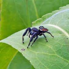 ಕೇರಳದಲ್ಲಿ ಹೊಸ ಜಾತಿಯ ಜೇಡ ಮತ್ತು ಮಿಲಿಪೀಡ್