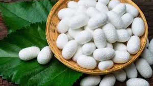 ರೇಷ್ಮೆ ಉತ್ಪಾದನೆಯಲ್ಲಿ ವಿಶ್ವದಲ್ಲೇ ಭಾರತಕ್ಕೆ 2ನೇ ಸ್ಥಾನ