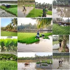 SAFAL ಭಾರತದ ಮೊದಲ ಆನ್ಲೈನ್ ಕೃಷಿ ಸಾಲ ಸೌಲಭ್ಯ