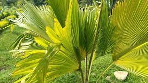 ಉತ್ತರಾಖಂಡದಲ್ಲಿ ಮೊದಲ ಪಾಲ್ಮೆಟಮ್ (ತಾಳೆ)  ಉದ್ಘಾಟಣೆ