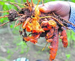 "ಪ್ರತಿಭಾ ಮತ್ತು ಪ್ರಗತಿ" ಹೊಸ ಅರಿಸಿನ ತಳಿ ಅಭಿವೃದ್ಧಿ