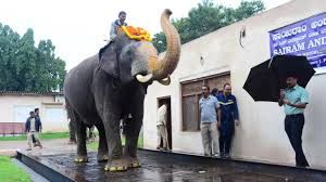 ಭೀಮನ ತೂಕ 5,465 ಕೆಜಿ, ಕ್ಯಾಪ್ಟನ್ ಅಭಿಮನ್ಯುವನ್ನು ಹಿಂದಿಕ್ಕಿದ ಬಲ'ಭೀಮ'