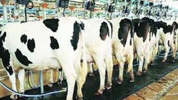 ರಾಷ್ಟ್ರೀಯ ಮಹಿಳಾ ಆಯೋಗವು ಮಹಿಳೆಯರಿಗಾಗಿ ಹೈನುಗಾರಿಕೆಯಲ್ಲಿ ತರಬೇತಿ ಕಾರ್ಯಕ್ರಮವನ್ನು ಆರಂಭಿಸಿದೆ