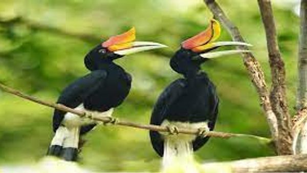 ದಾಂಡೇಲಿ : ಫೆಬ್ರುವರಿ 17. 18 ರಂದು ಹಾರ್ನ್ ಬಿಲ್ ಉತ್ಸವ