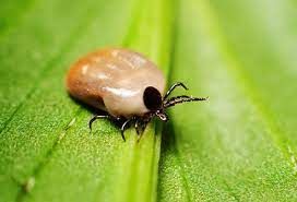 ಪೊವಾಸನ್ ವೈರಸ್