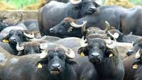 ಸ್ಥಳೀಯ ತಳಿ ಮಾನ್ಯತೆ ಪಡೆದ ಒಡಿಶಾ ರಾಜ್ಯದ 'ಮಂಡ ಎಮ್ಮೆ'