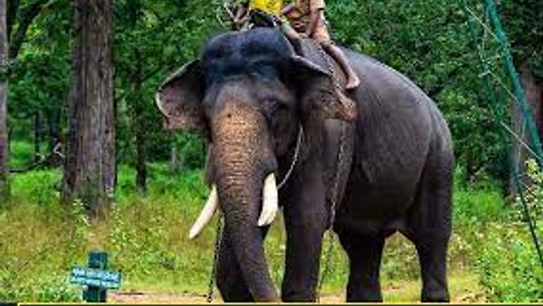 8 ಬಾರಿ ಮೈಸೂರು ದಸರಾ ಅಂಬಾರಿ ಹೊತ್ತಿದ್ದ ಸಾಕಾನೆ ಅರ್ಜುನ ಇನ್ನಿಲ್ಲ !