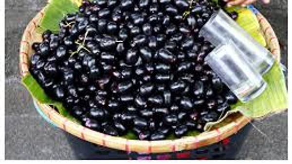 "ಕರ್ನಾಟಕದಿಂದ ಲಂಡನ್‌ಗೆ ನೇರಳೆ ರಫ್ತು: ಸಾಂಪ್ರದಾಯಿಕ ಹಣ್ಣಿಗೆ ಜಾಗತಿಕ ಮನ್ನಣೆ"