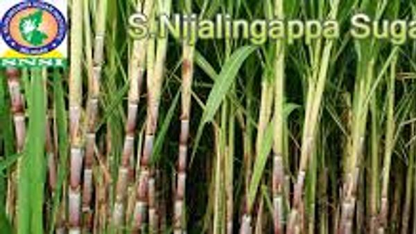 S.Nijalingappa Sugar Institute, Belagavi Invites Application for Technical Posts - Appy Now