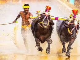 ರಾಜ್ಯದೆಲ್ಲೆಡೆ ಕಂಬಳಕ್ಕೆ ಸುಪ್ರೀಂ ಕೋರ್ಟ್ ಹಸಿರು ನಿಶಾನೆ