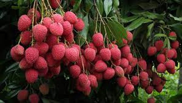 ಬಿಹಾರದ ಶಾಹಿ ಲಿಚ್ಚಿಯನ್ನು ಯುಕೆಗೆ ರಫ್ತು