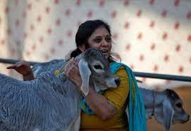 ಅಲಹಾಬಾದ್ ಹೈಕೋರ್ಟ್ : ಗೋವನ್ನು ಸಂರಕ್ಷಿತ ರಾಷ್ಟ್ರೀಯ ಪ್ರಾಣಿ ಎಂದು ಘೋಷಿಸಿ