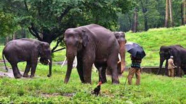 ಕೊಯಮತ್ತೂರಿನಲ್ಲಿ 'ಜಂಬೋ ಟ್ರೇಲ್ಸ್' ಅನ್ನು ಪ್ರಾರಂಭಿಸಿದ ಅನಮಲೈ ಹುಲಿ ಸಂರಕ್ಷಿತ ಪ್ರದೇಶ