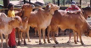 ದೇಶಿ ಹಸು ಸಾಕುವ ರೈತರಿಗೆ ಮಾಸಿಕ 900 ರೂ. ನೆರವು ಘೋಷಿಸಿದ ಮಧ್ಯಪ್ರದೇಶ ಸರ್ಕಾರ