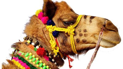 ದೇಶದಲ್ಲಿ ಒಂಟೆ ಸಂತತಿ ತೀವ್ರ ಕುಸಿತ