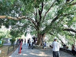 ಪರಂಪರೆ ಮರಗಳನ್ನು ರಕ್ಷಿಸುವ ಕ್ರಿಯಾ ಯೋಜನೆ ಆರಂಭಿಸಿದ ಮಹಾರಾಷ್ಟ್ರ ಸರ್ಕಾರ