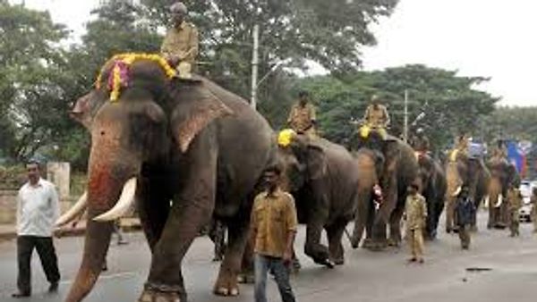 ಮೈಸೂರು ದಸರಾ : ಈ ಬಾರಿ ಅಂಬಾರಿ ಹೊರಲಿರುವ ಆನೆ ಅಭಿಮನ್ಯು