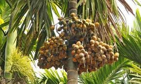 ಭಾರತಕ್ಕೆ ಬರಲಿದೆ 17 ಸಾವಿರ ಟನ್ ಅಡಿಕೆ ಆಮದಿಗೆ ಒಪ್ಪಿಗೆ